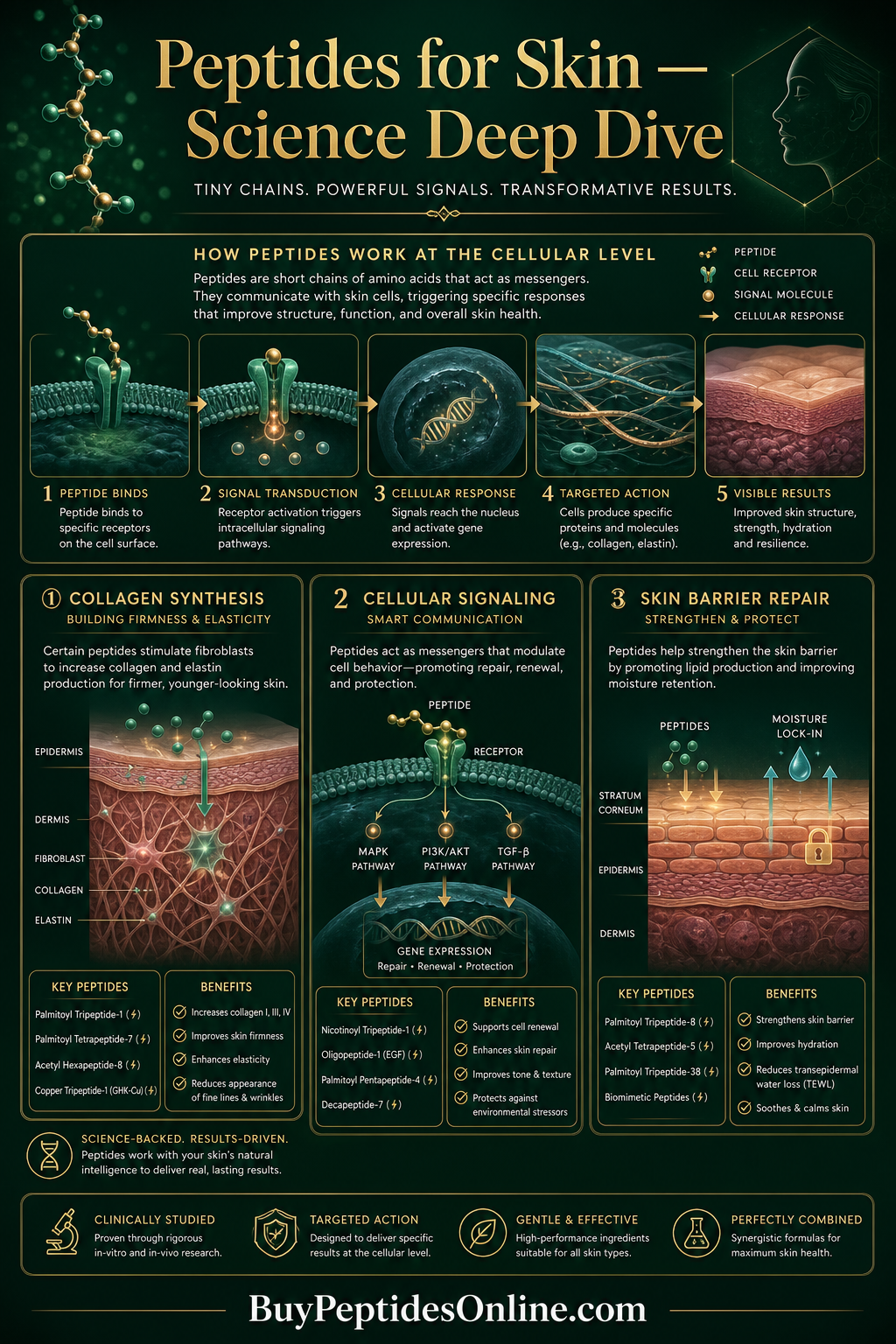 Peptides for Skin — Science Explained | Epithalon Online